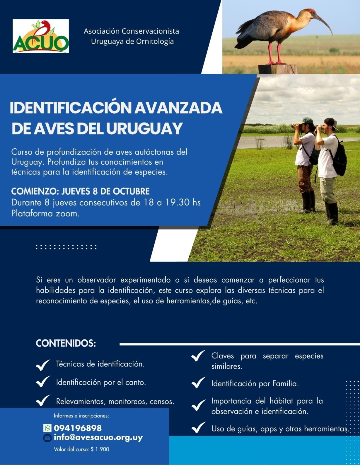 Curso: identificación avanzada de aves del Uruguay